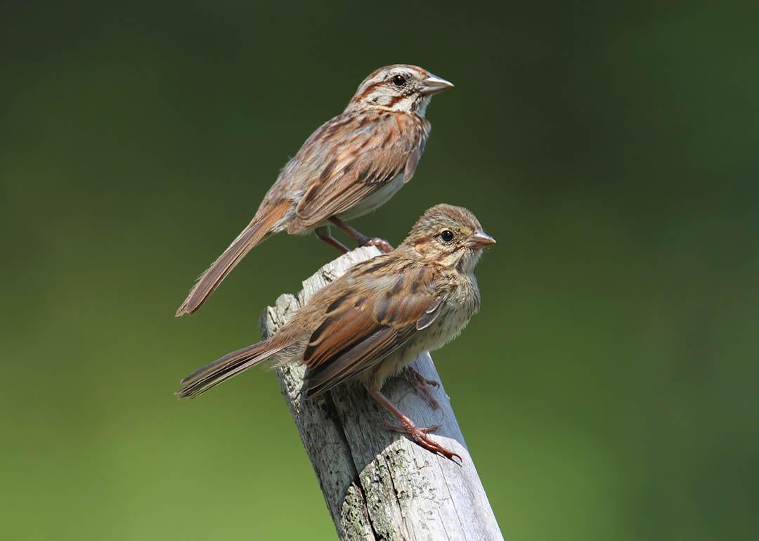 uvenile Song Sparrow (Melospiza melodia) with adult on a branch with a green background