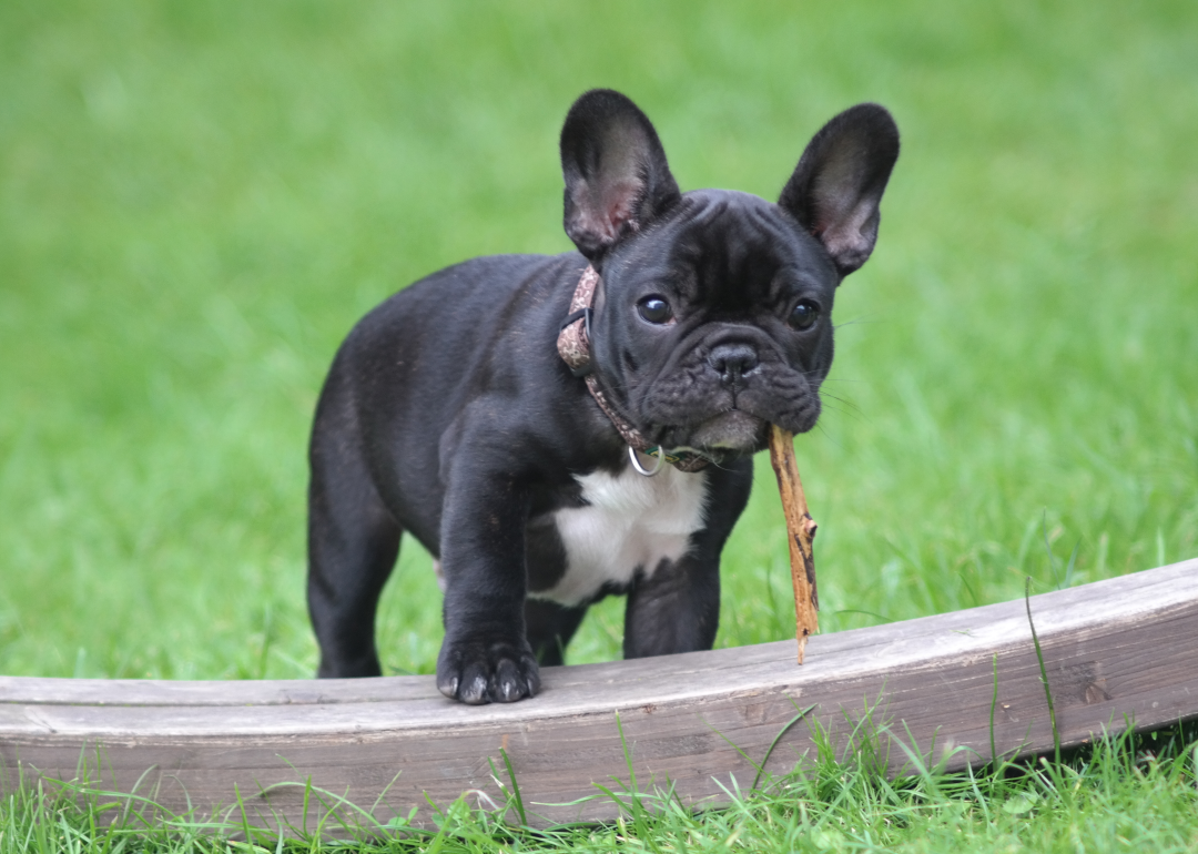 A black French Bulldog standing on grass and chewing on a stick