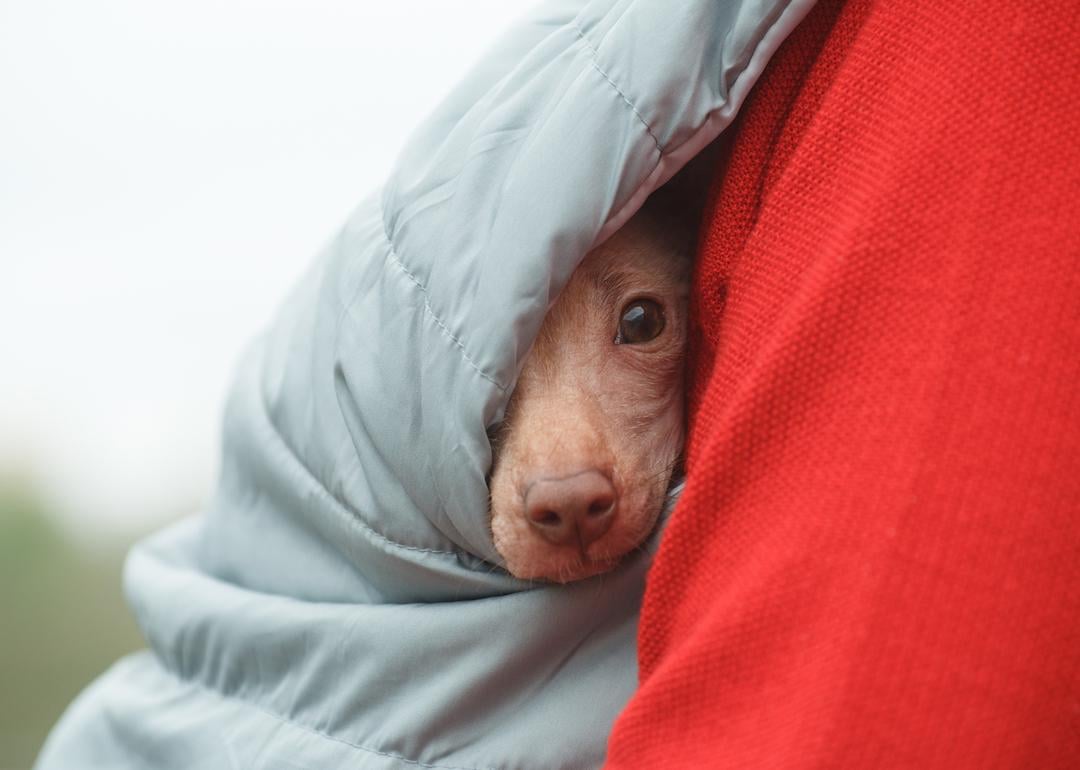 Hairless Peruvian Inca orchid peeks out from owner’s vest.