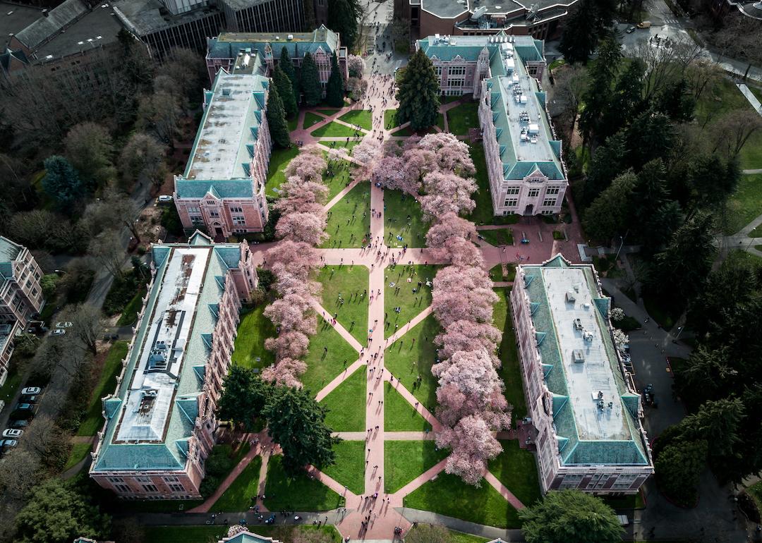 Sakura Cherry blossoms on the University of Washington, Seattle, campus.