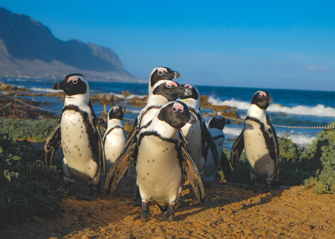 A group of African penguins.