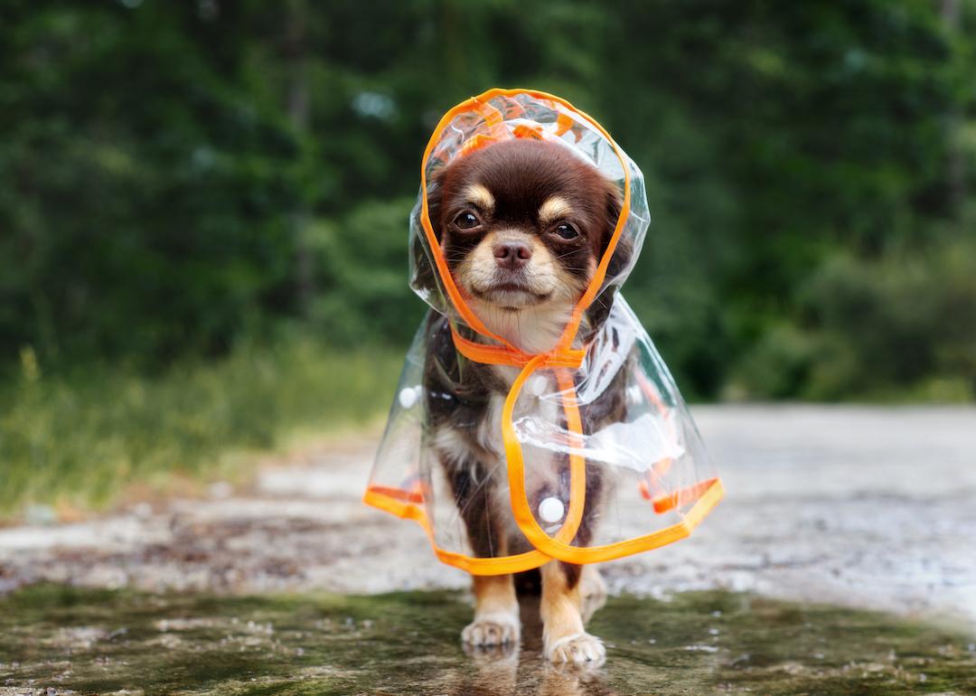 Chihuahua dog posing in a raincoat.