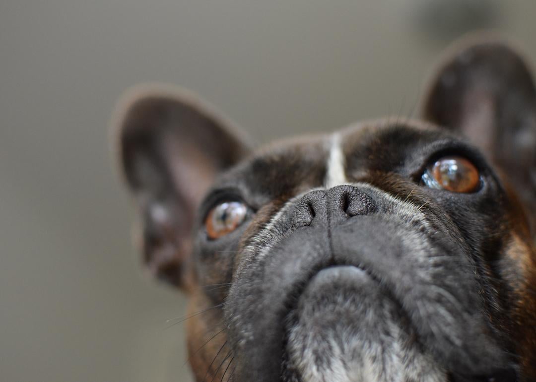 Closeup of French bulldog photographed from below.