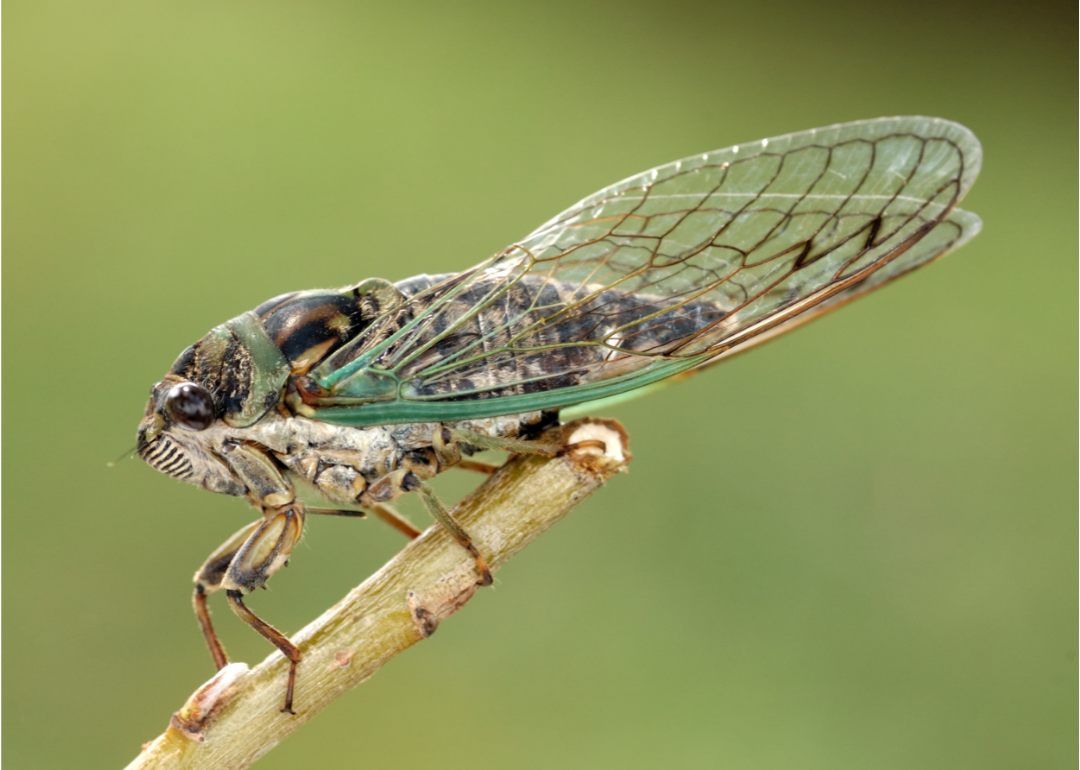 cicada with clear wings on branch against a green background