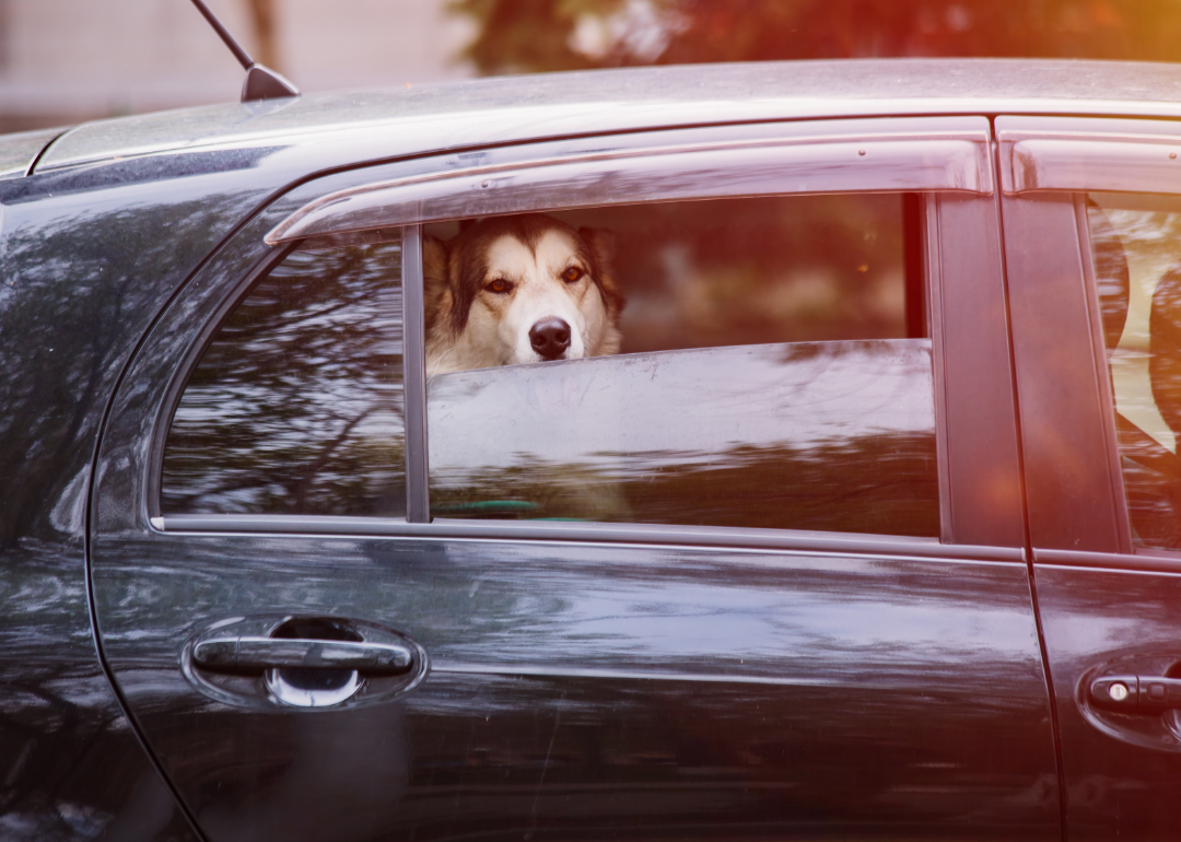 husky dog looking out car window which is half open