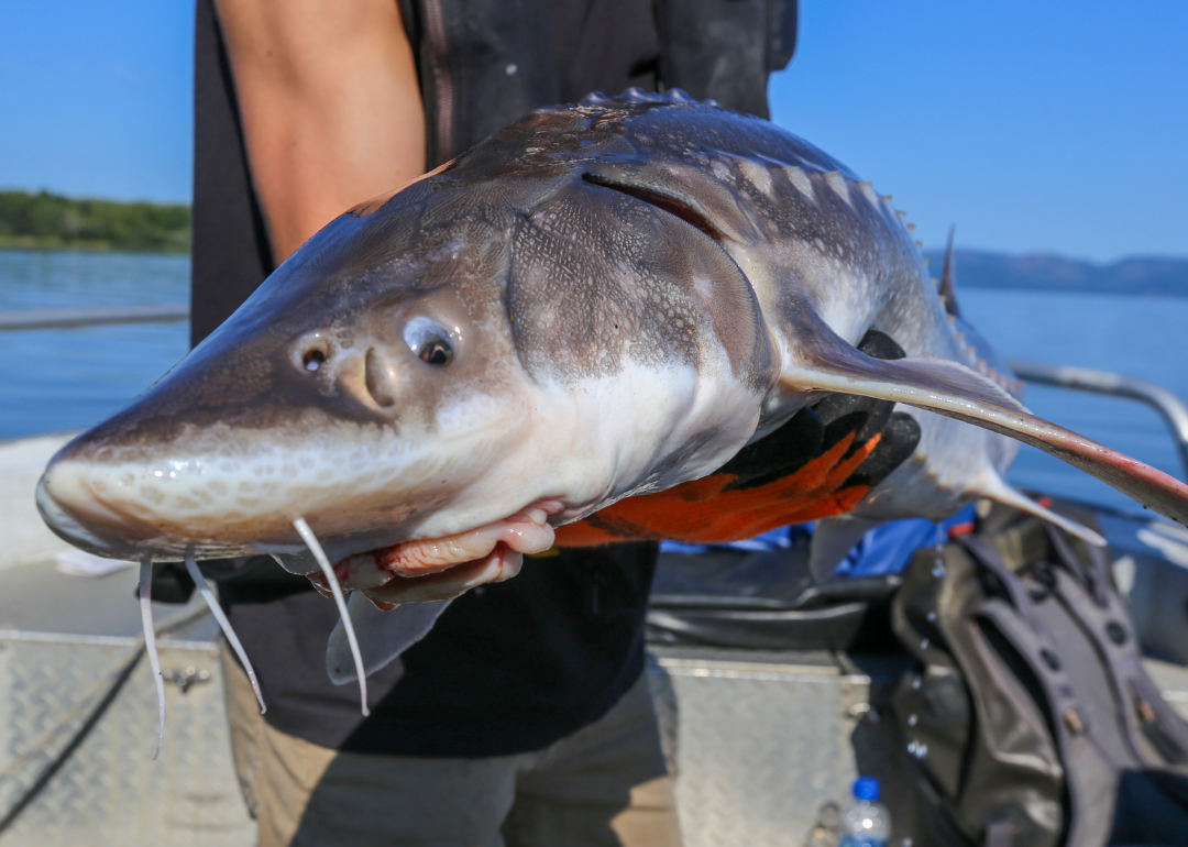 Wild white sturgeon caught and released in the Columbia River, Oregon