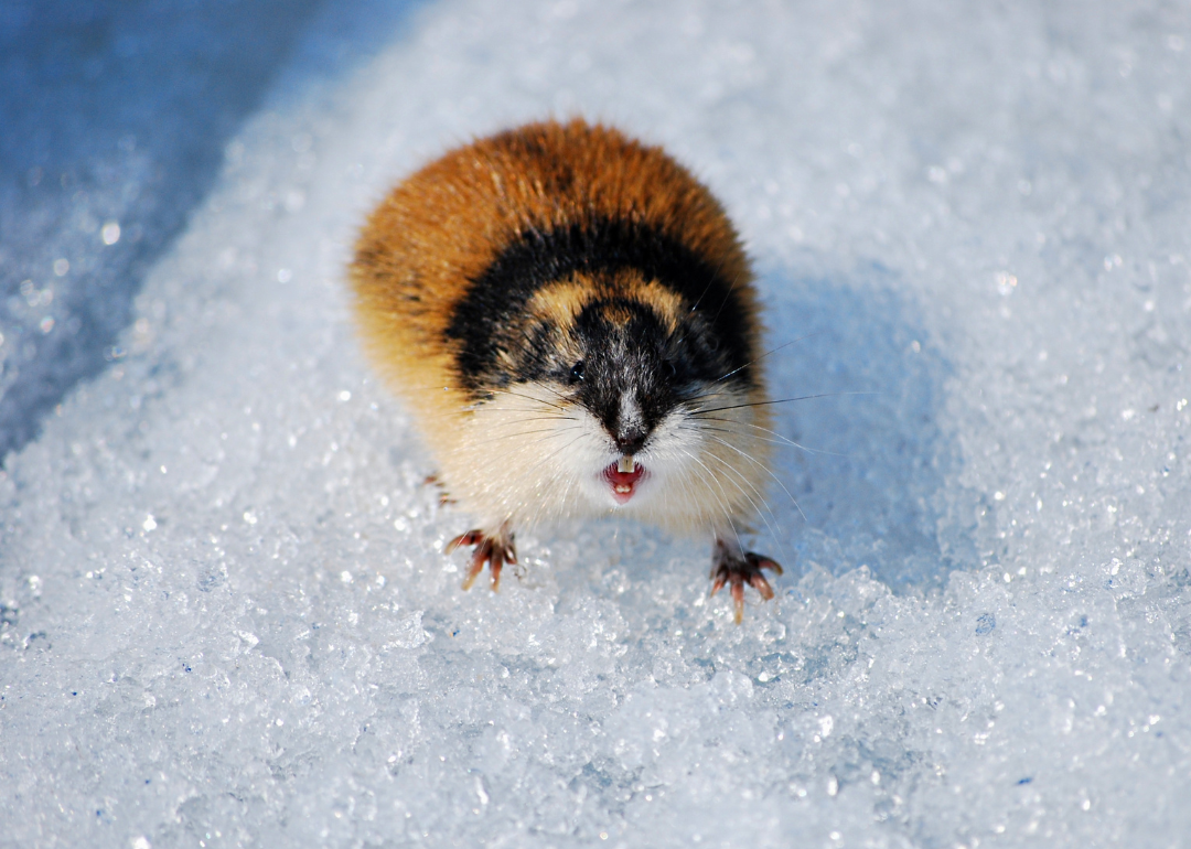 An Arctic Lemming standing on ice