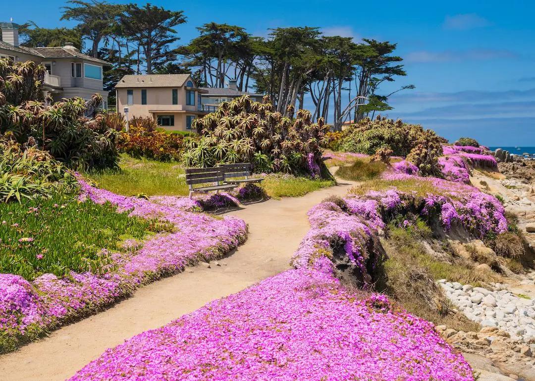 Purple wild flowers along a residential street by the coast in Pacific Grove, California