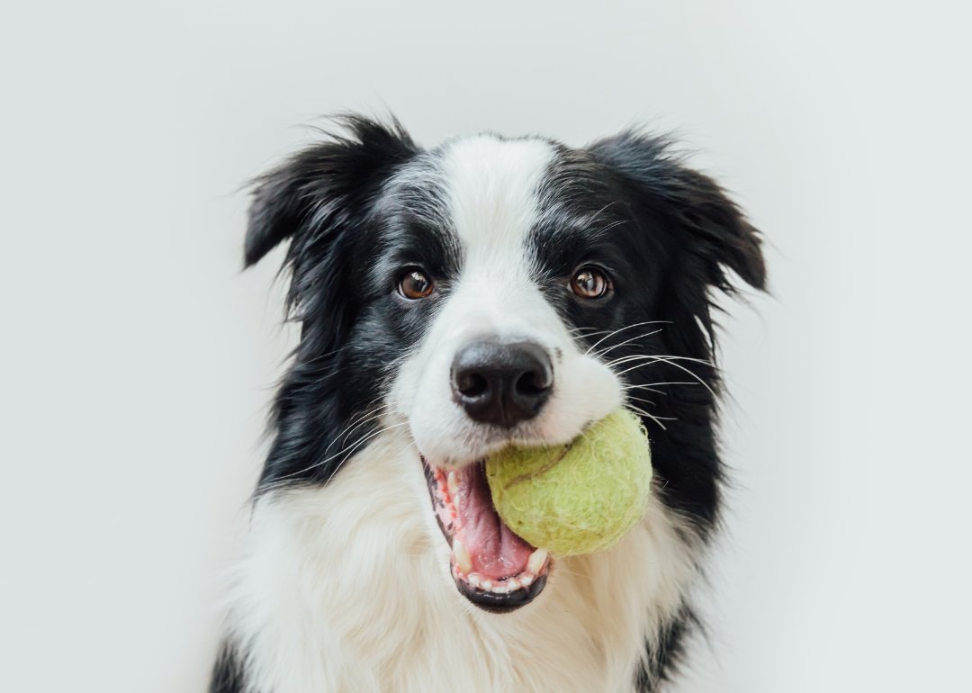 Portrait of a border collie with a tennis ball in its mouth