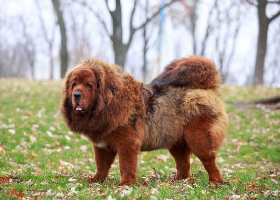 Tibetan mastiff dog standing in the grass.