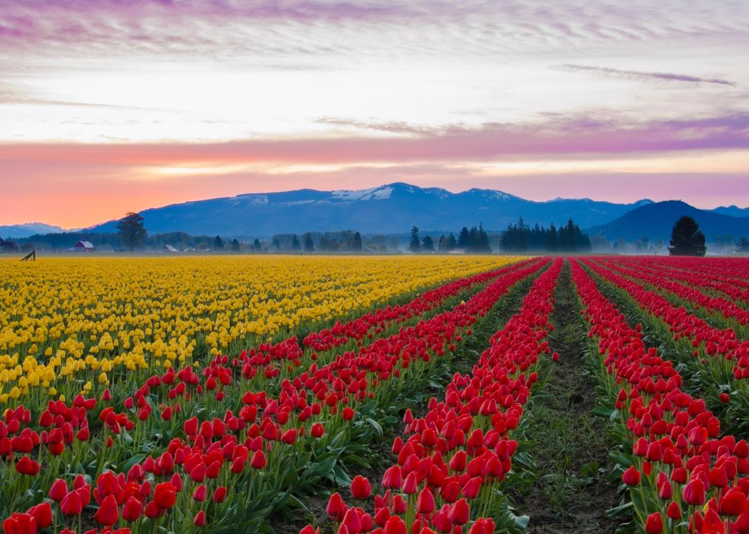 Red and yellow tulips growing in the large fields of Skagit Valley.