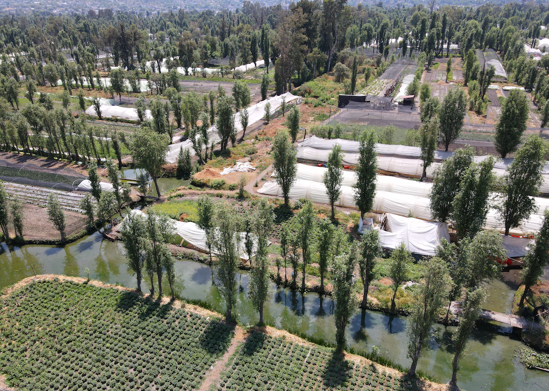 Aerial view of Ahuejotes, Mexican willow trees, planted around the plots to protect against erosion.