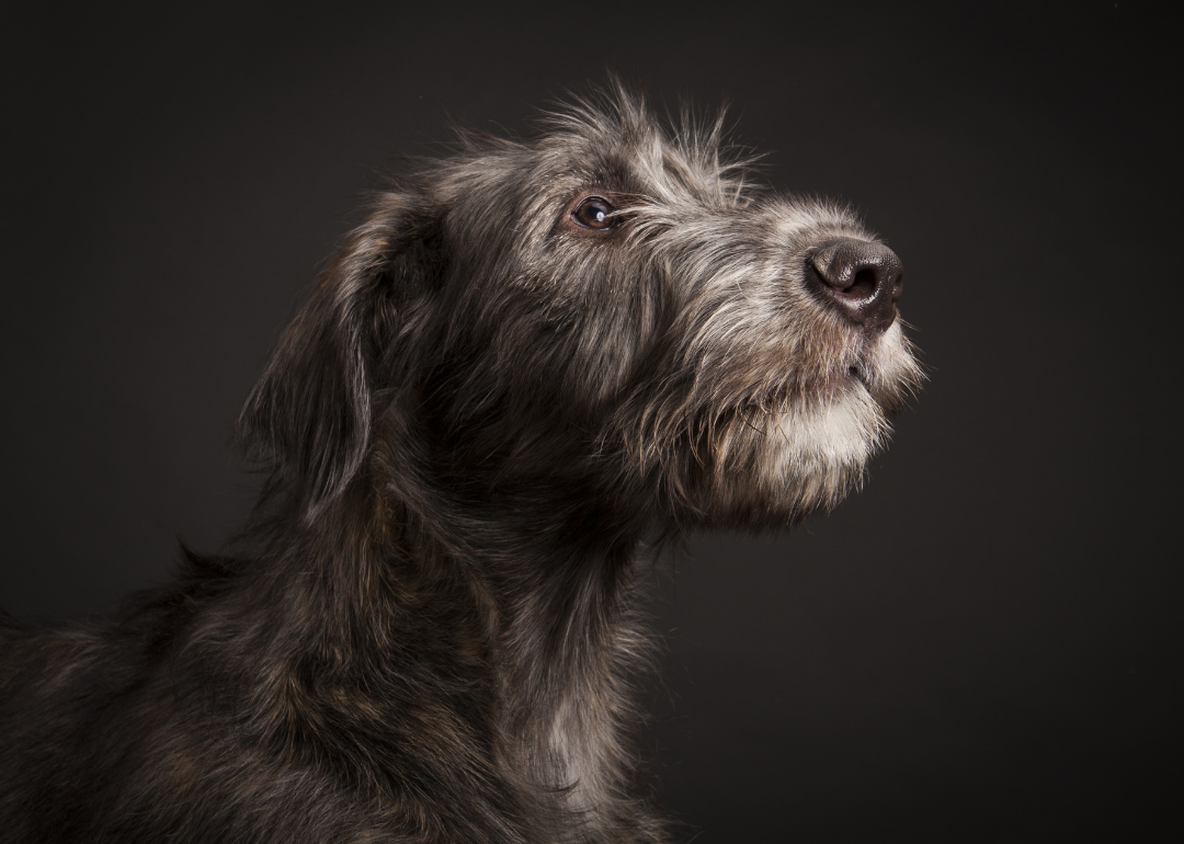 Profile of an Irish Wolfhound against a black background