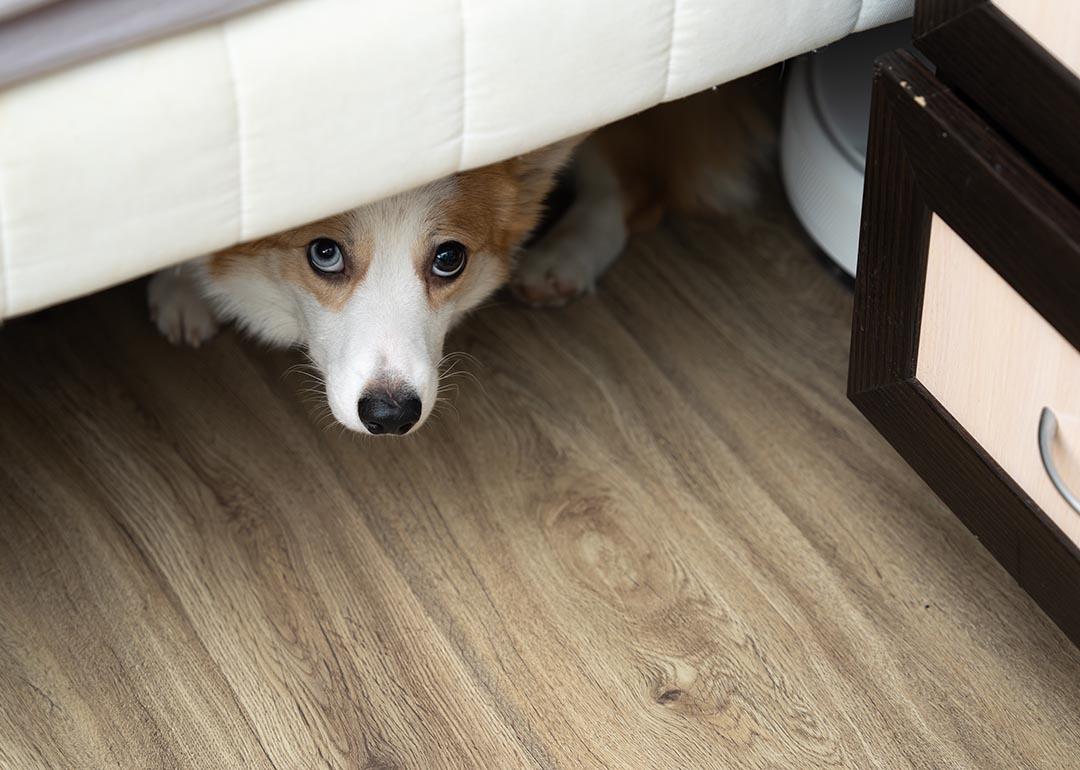A multicolored eyes corgi dog hiding under the bed.