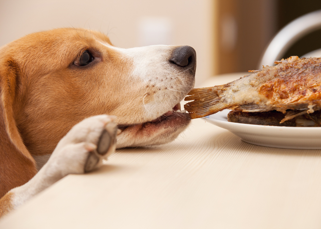 A beagle trying to steal a fried whole fish from a dining table
