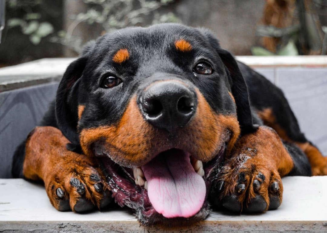 Rottweiler dog with its tongue hanging out.
