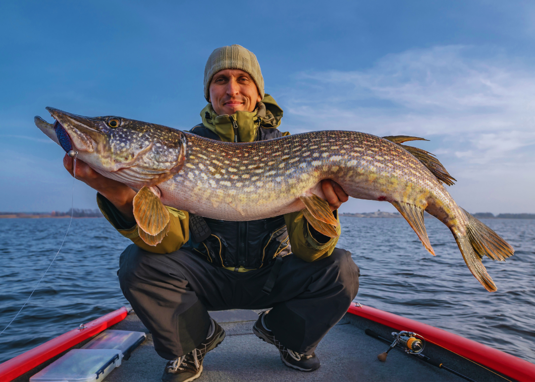 Smiling angler holding big pike fish.