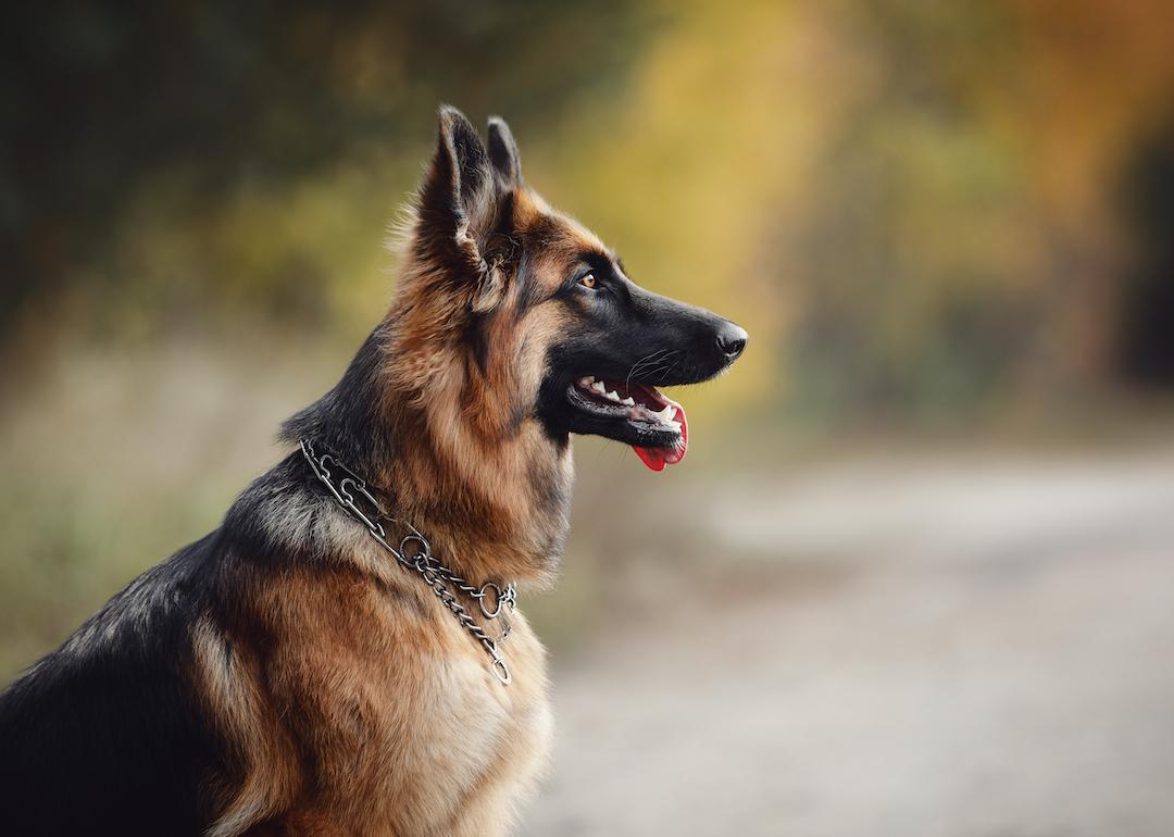 A long-haired female german shepherd dog sitting on the road with its tongue out.