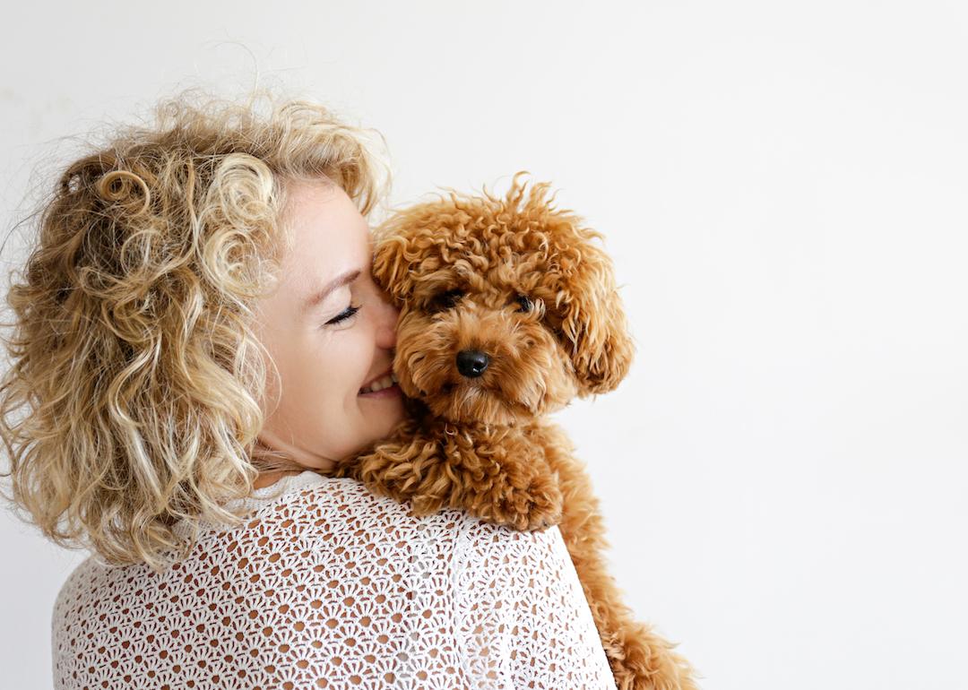 Adorable toy poodle puppy in arms of its loving owner.