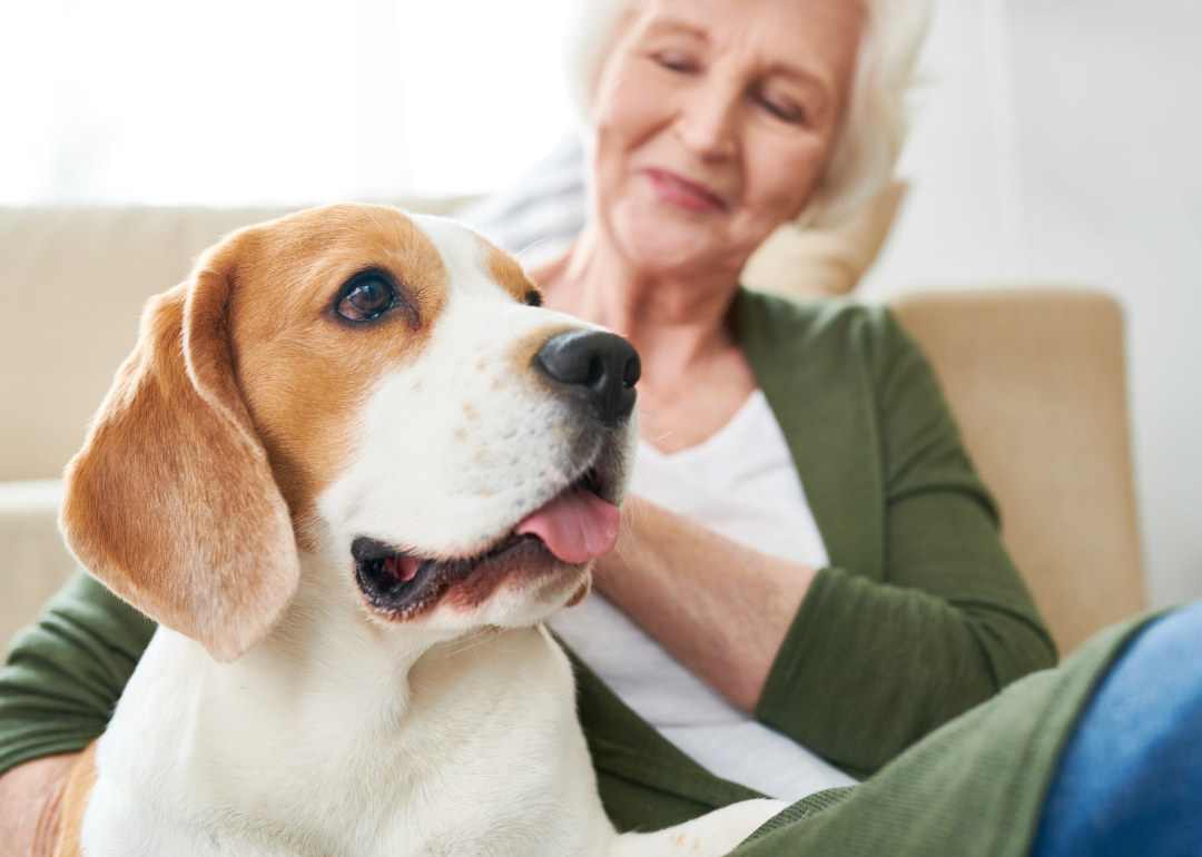 Senior person petting their beagle dog.