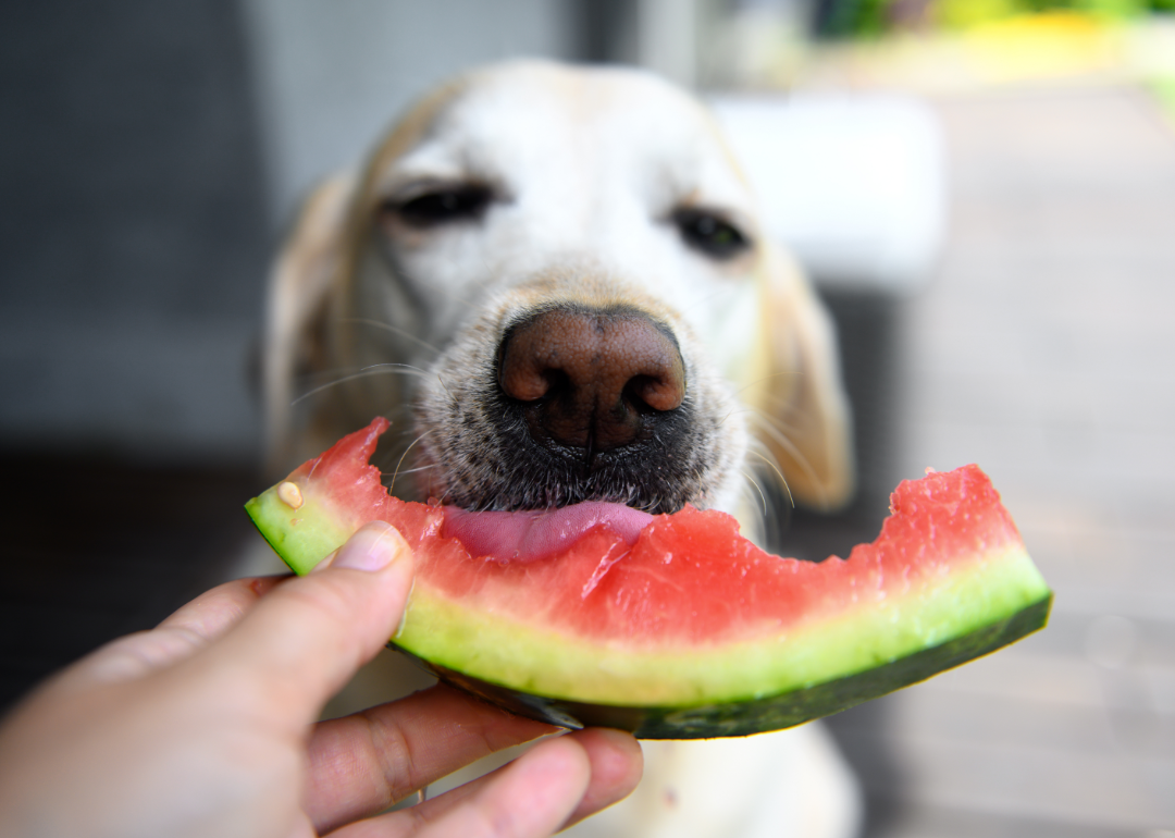 A Labrador Retriever eating a watermelon