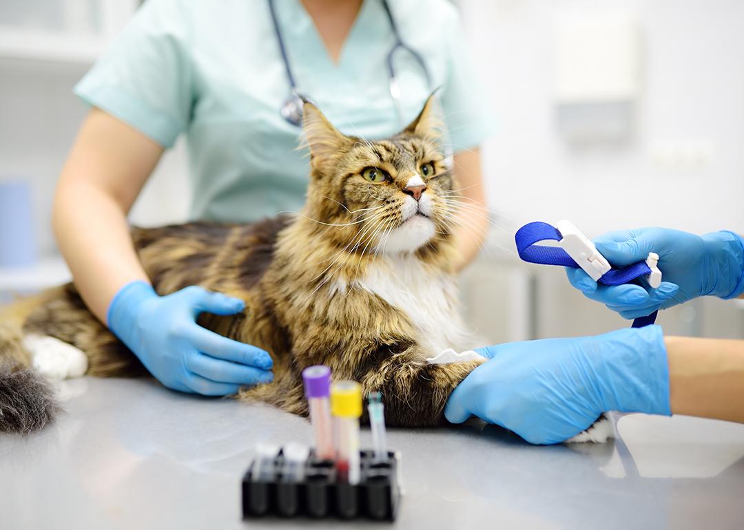 Two veterinary professionals take a blood sample from a Maine Coon cat at a clinic.