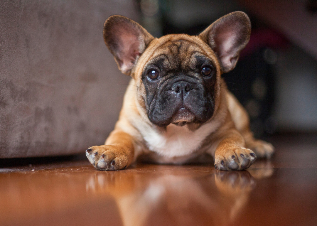 French bulldog puppy in focus laying on the hardwood floor.