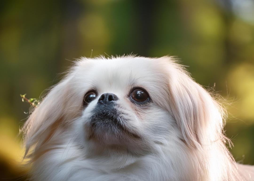 Portrait of a Pekingese in blurred forest background.