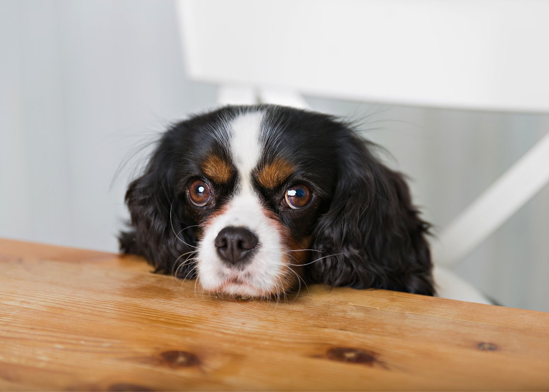 A dog begging for food at the kitchen table.