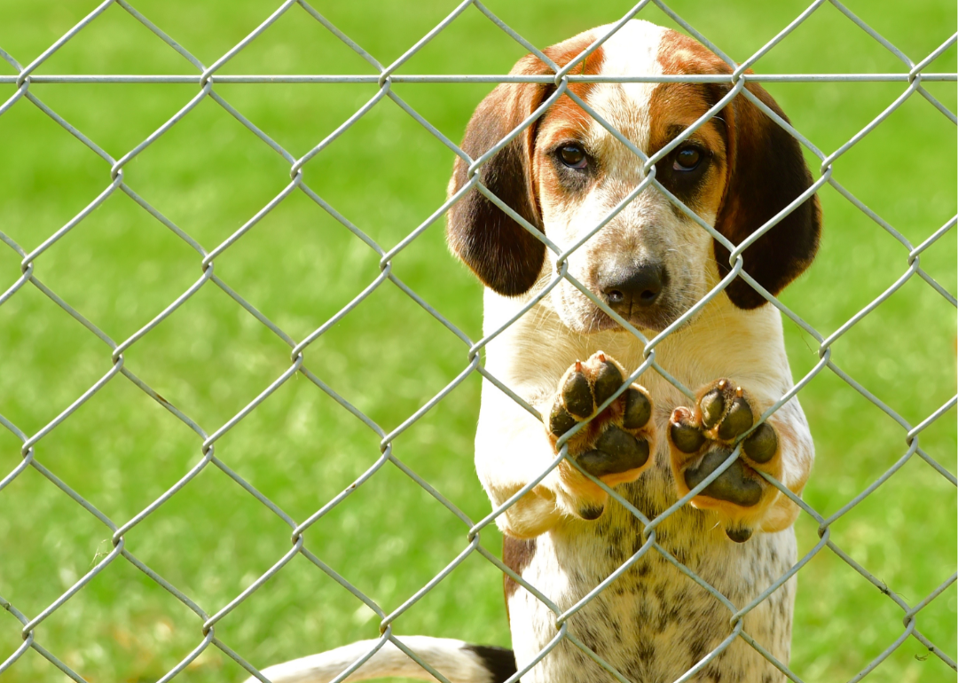 An English Foxhound standing up against a wire fence