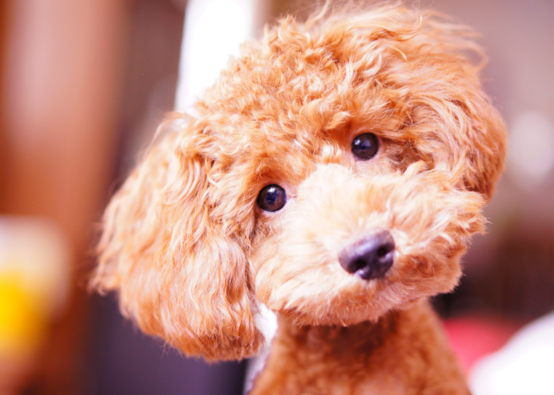 Portrait of a miniature poodle.