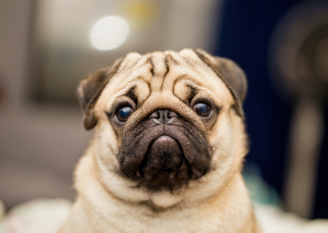 A pug dog looks directly at the camera.