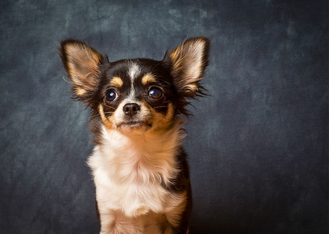 Tri-color chihuahua poses for a portrait on a blue-gray background.