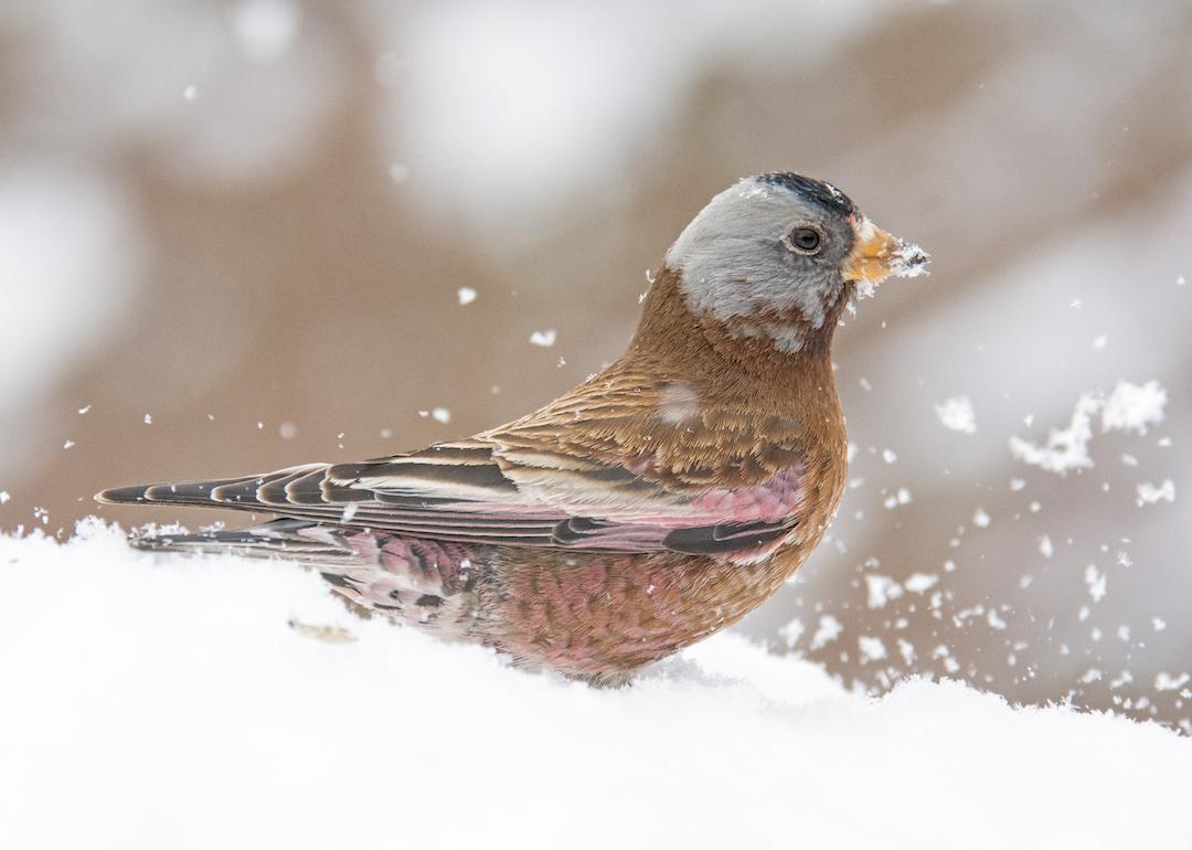 Gray-crowned rosy finch in the snow.