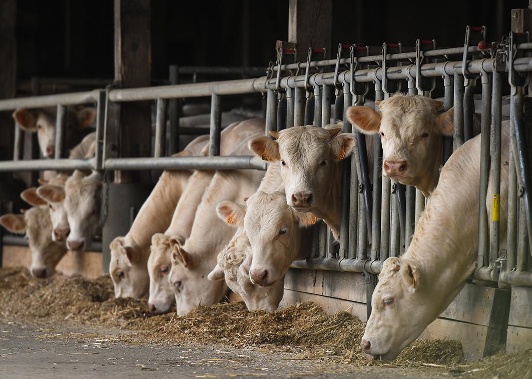 A herd of cows on a farm.