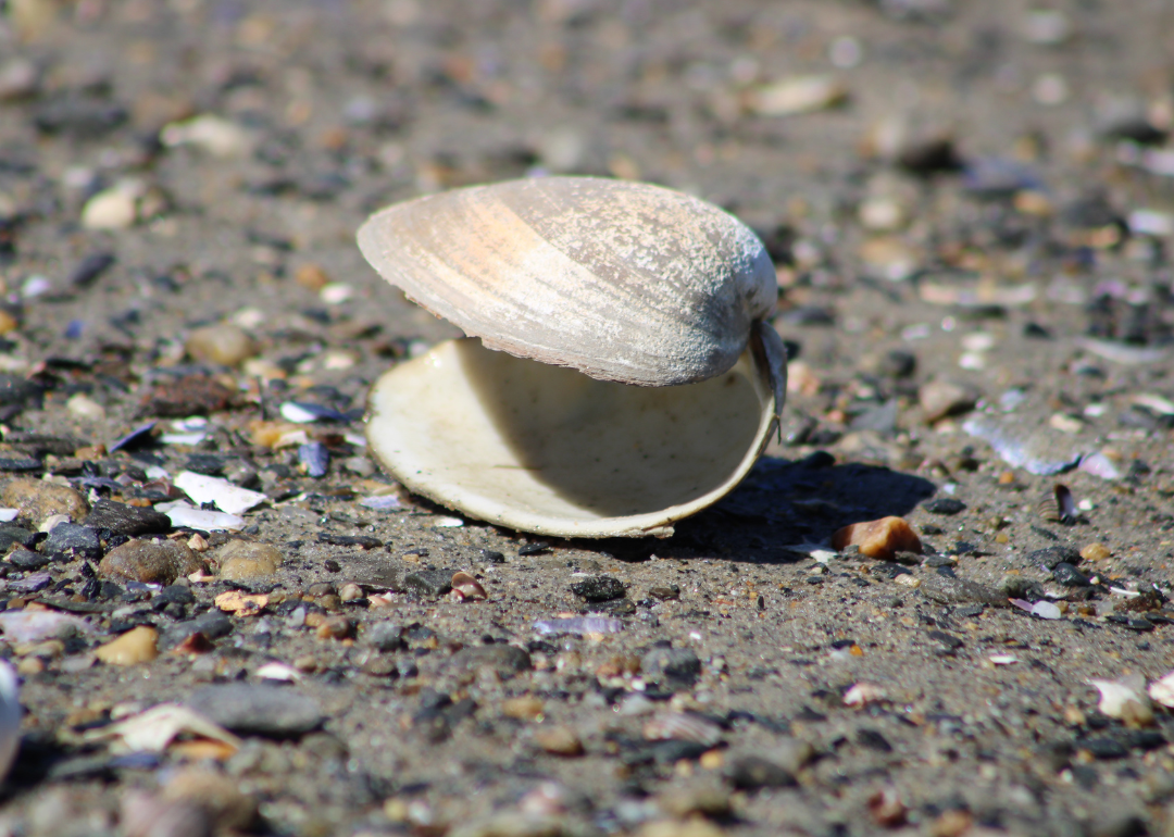 An open clam shell resting in the sand on a beach