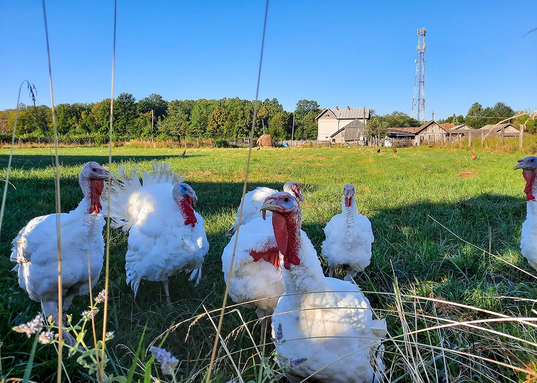 White turkey birds on a field of grass.