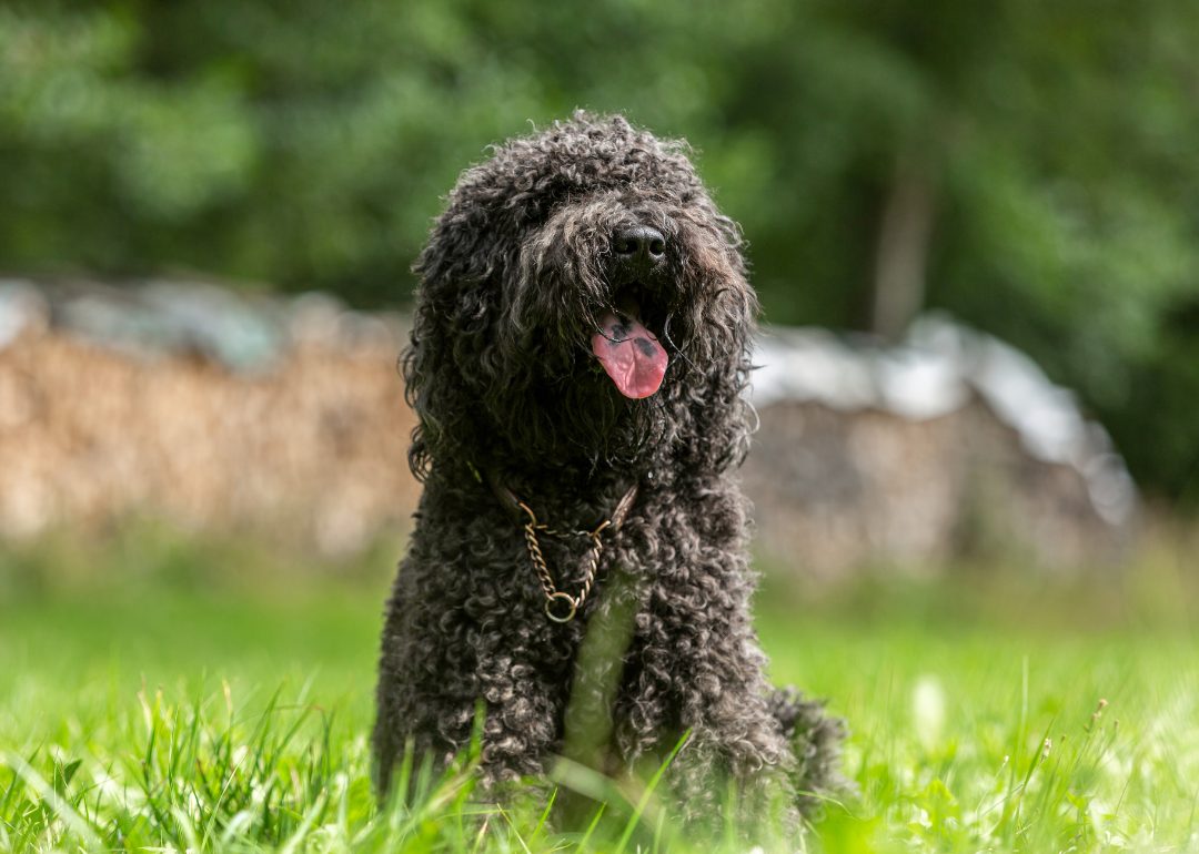 Portrait of a cute french barbet dog sitting in grass