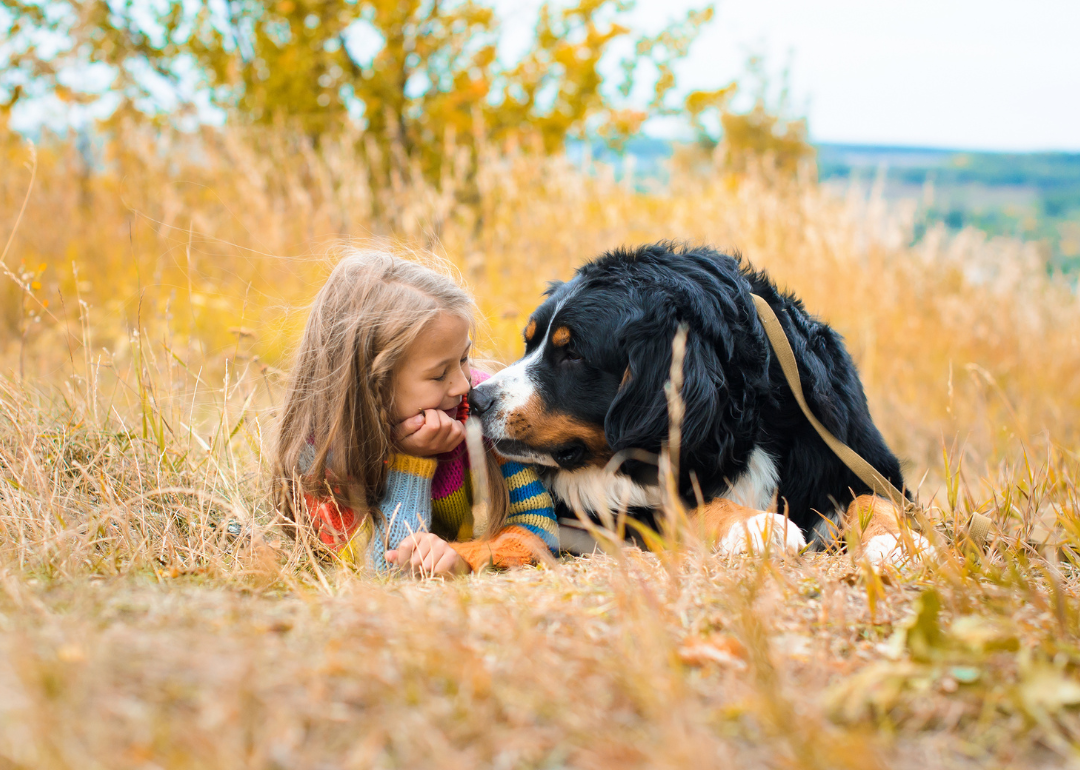 A Bernese Mountain Dog lying next to a young girl in an autumnal meadow