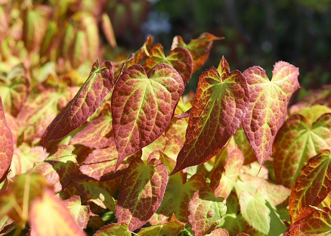 Red and green barrenwort leaves also known as 'horny goat weed'.