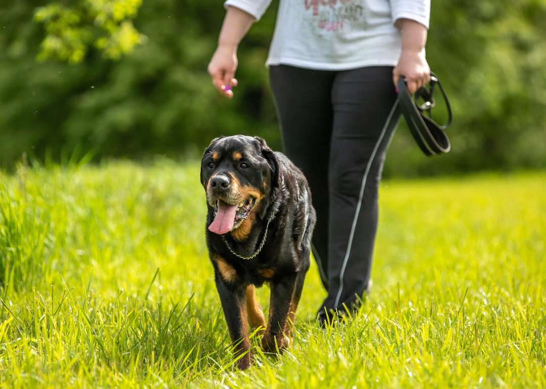 Person walking a Rottweiler dog on a leash in a grassy meadow