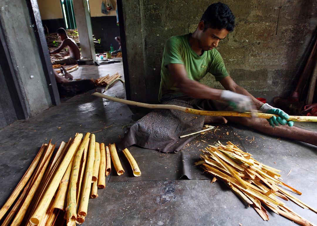 A Sri Lankan farmer peels freshly harvested cinnamon sticks.