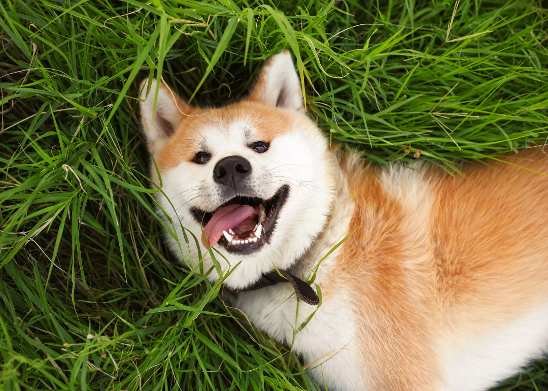 Akita Inu dog lying on green grass with tongue out