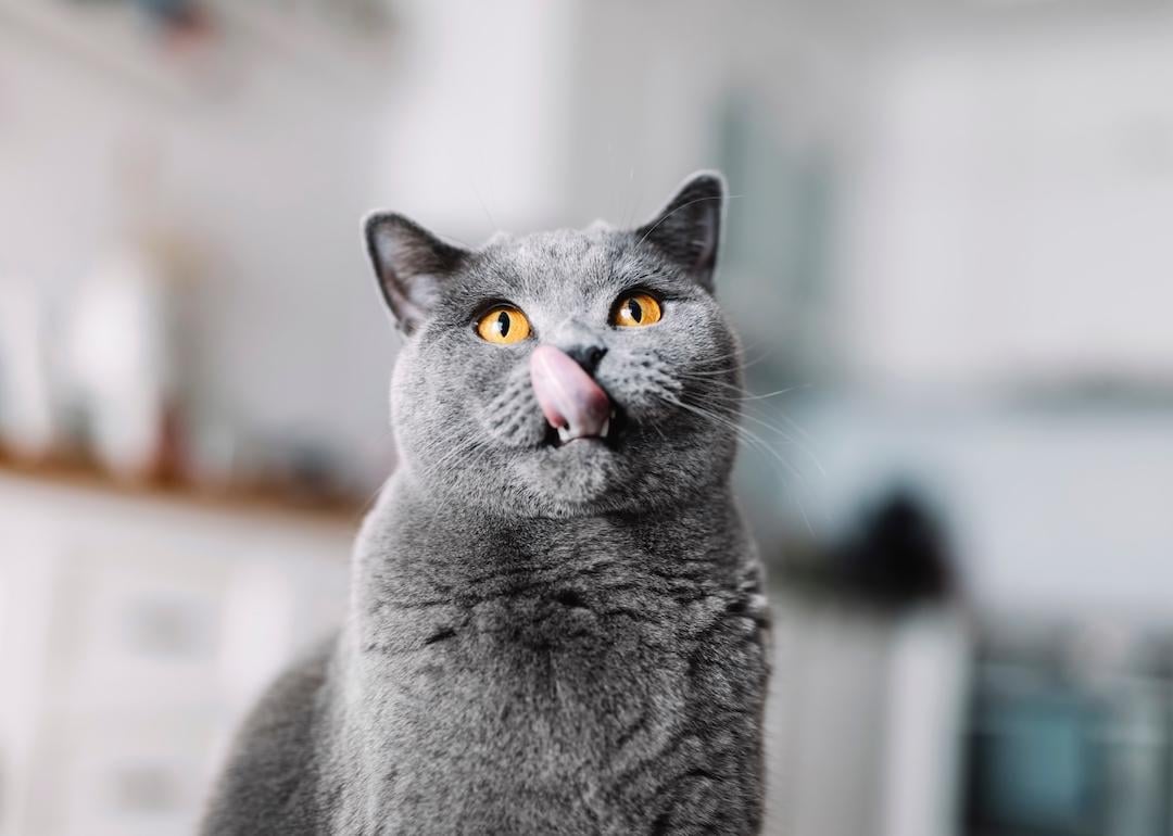 Cat with tongue out licking its lips.