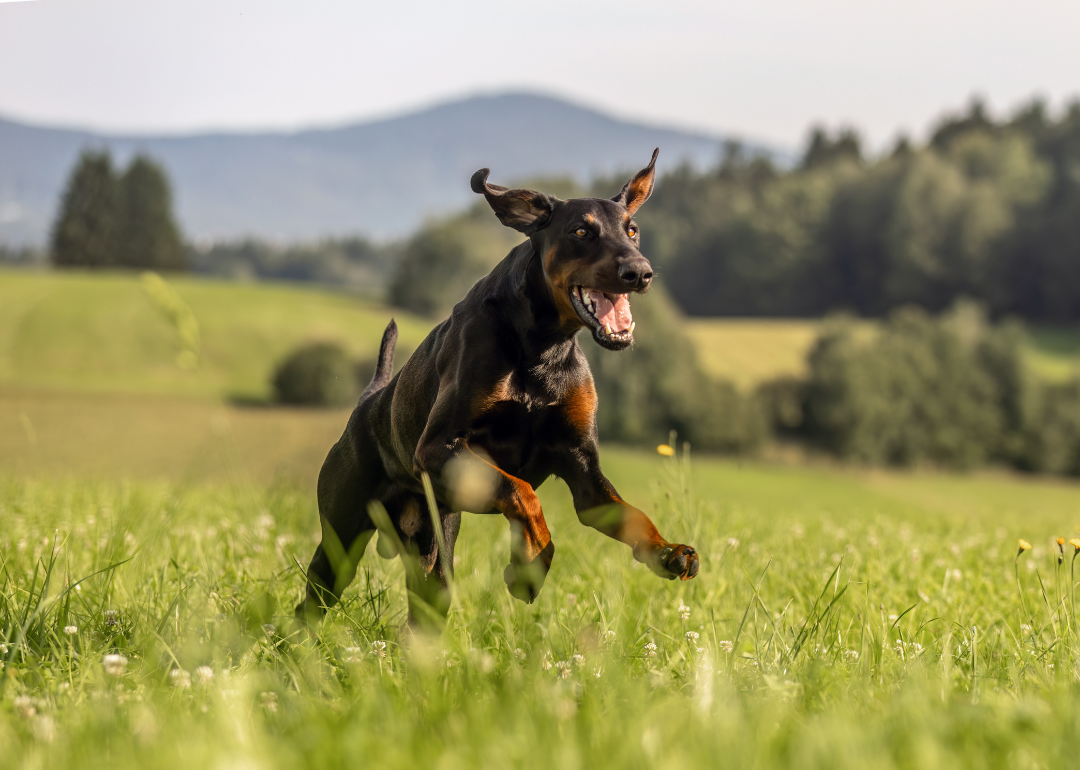 An adult male doberman dog playing happily in a meadow