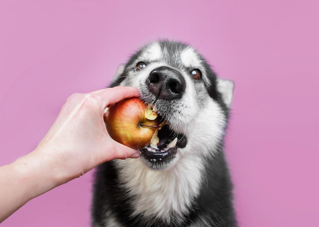 An Alaskan malamute eating a red and yellow apple from a human hand.