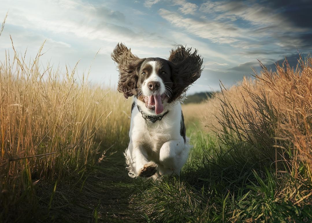 English Springer Spaniel dog in field.