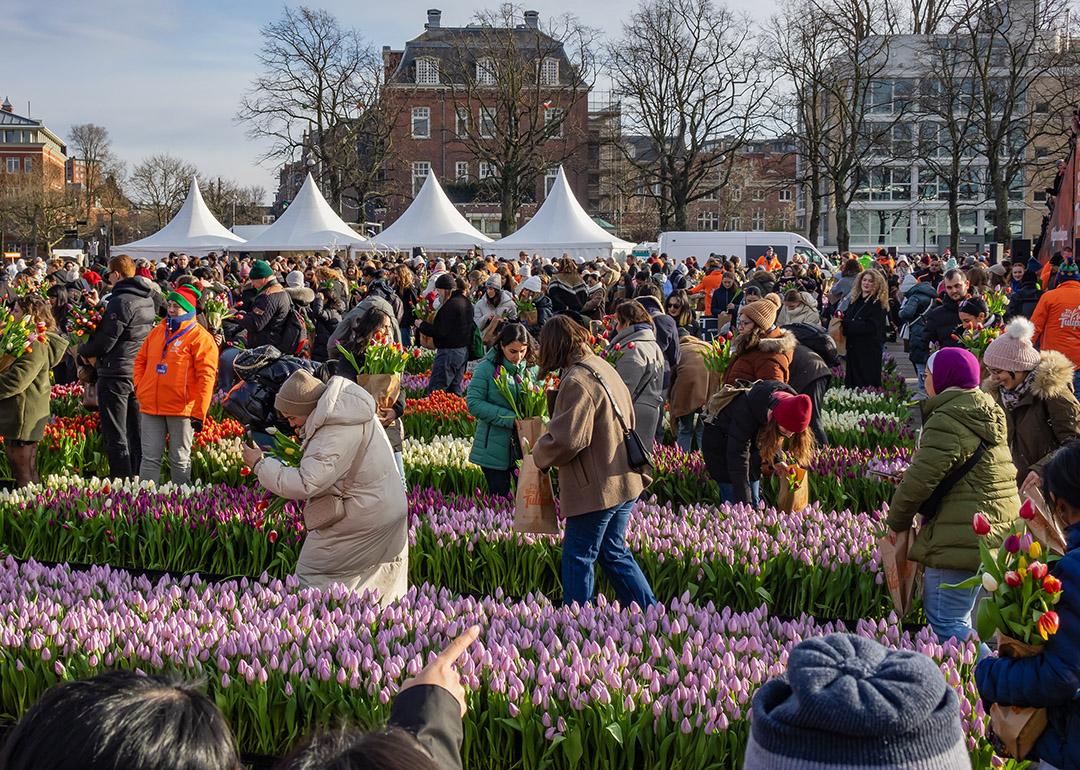 People picking free flowers on National Tulip Day in the Netherlands in January, 2024.