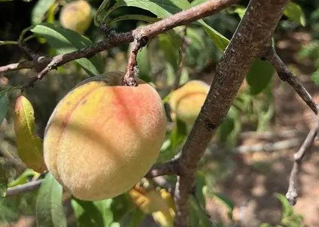 “Indian peaches” are direct descendants of peach seeds brought across the continent on the Trail of Tears.