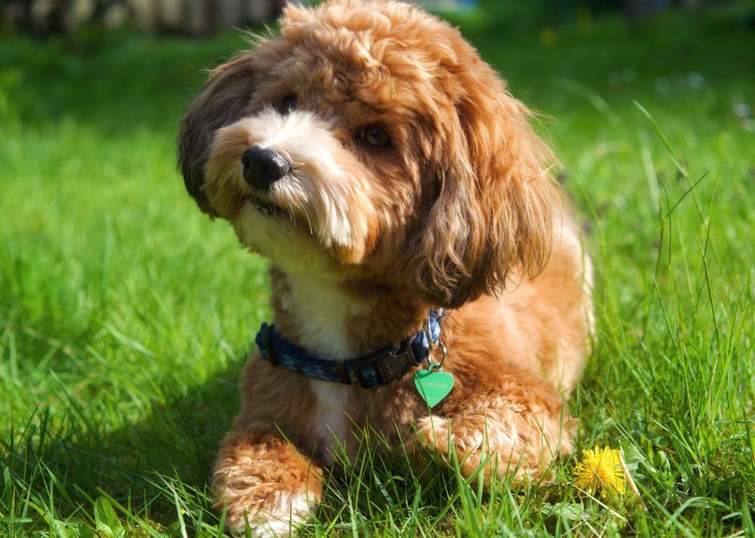 A red-brown Havanese dog playing in grass